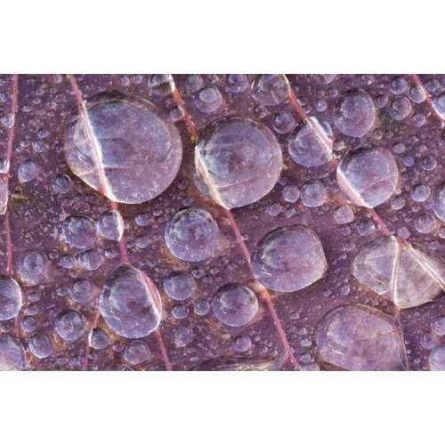 Washington, Seabeck Detail of dew on a leaf